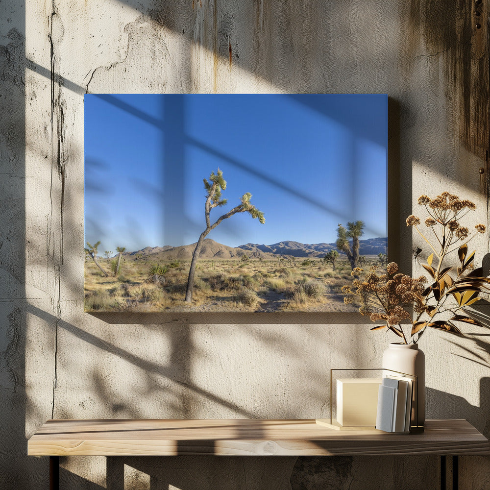 Joshua Tree National Park Impression