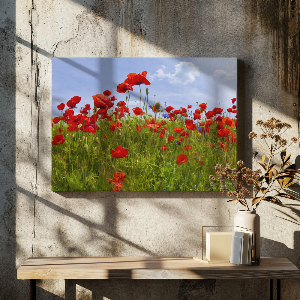 Field of Poppies | panoramic view