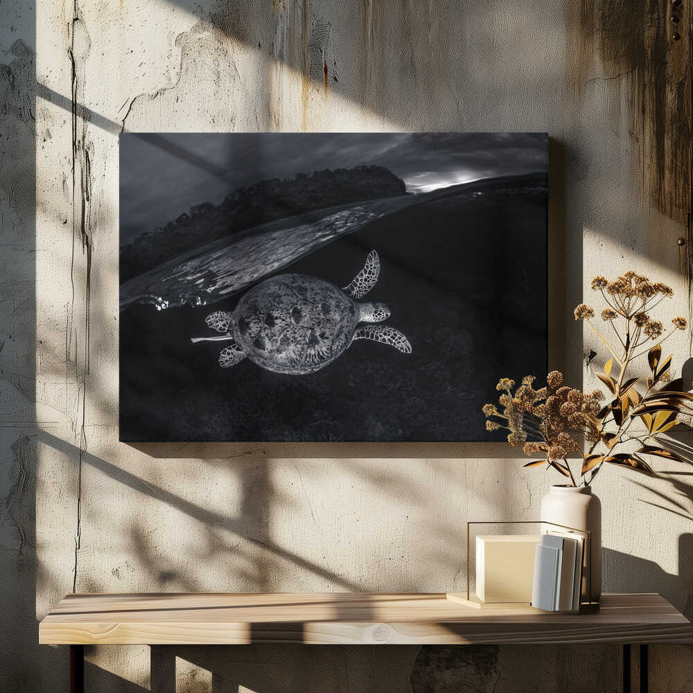 Monochrone, Split Level and Green Sea Turtle