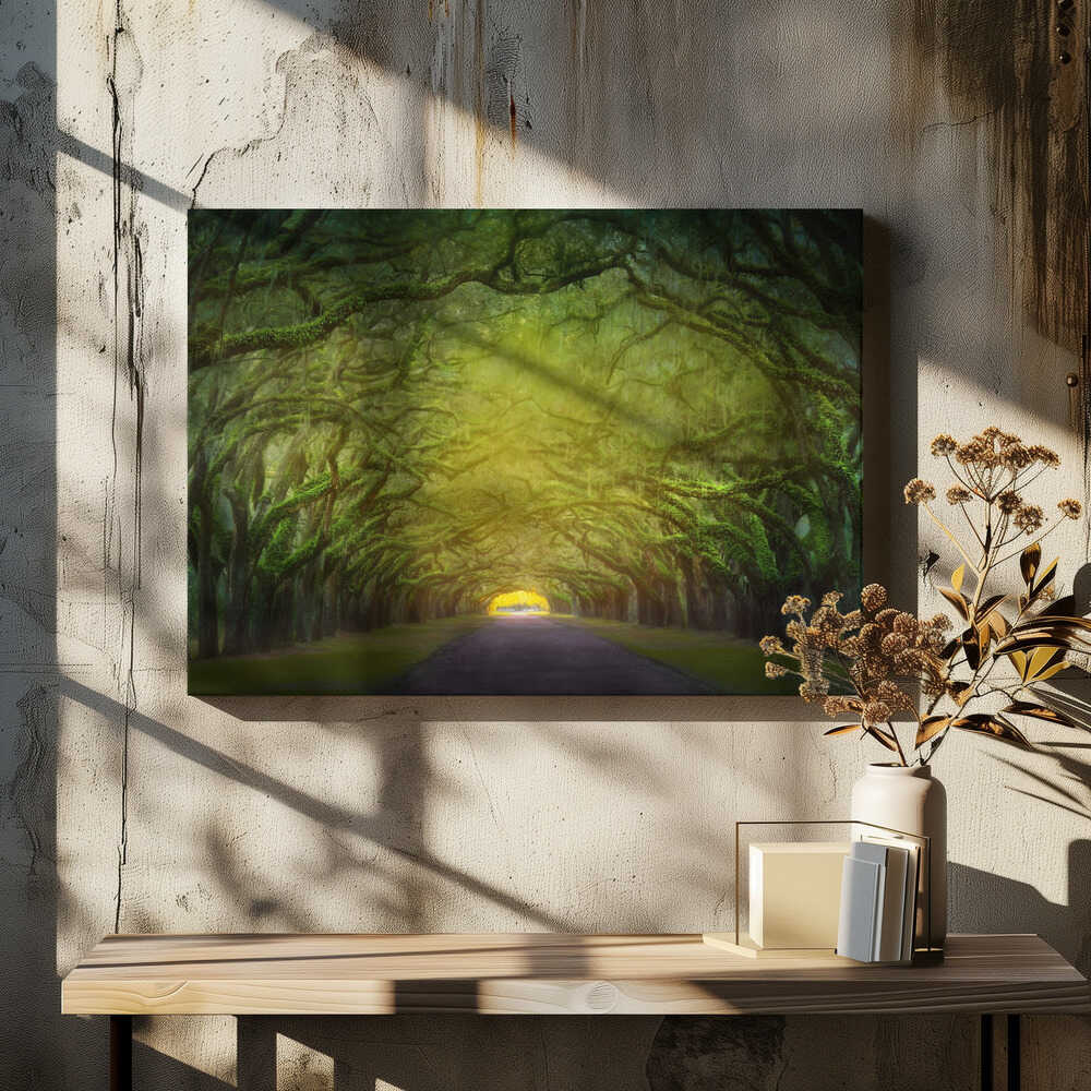 Candler Oak Trees, Savannah