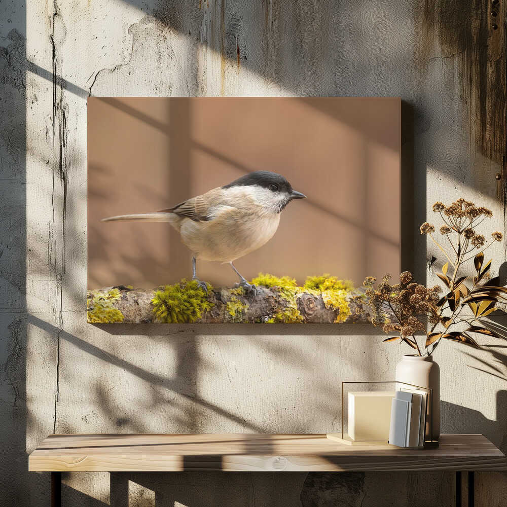 Always alert this little bird.