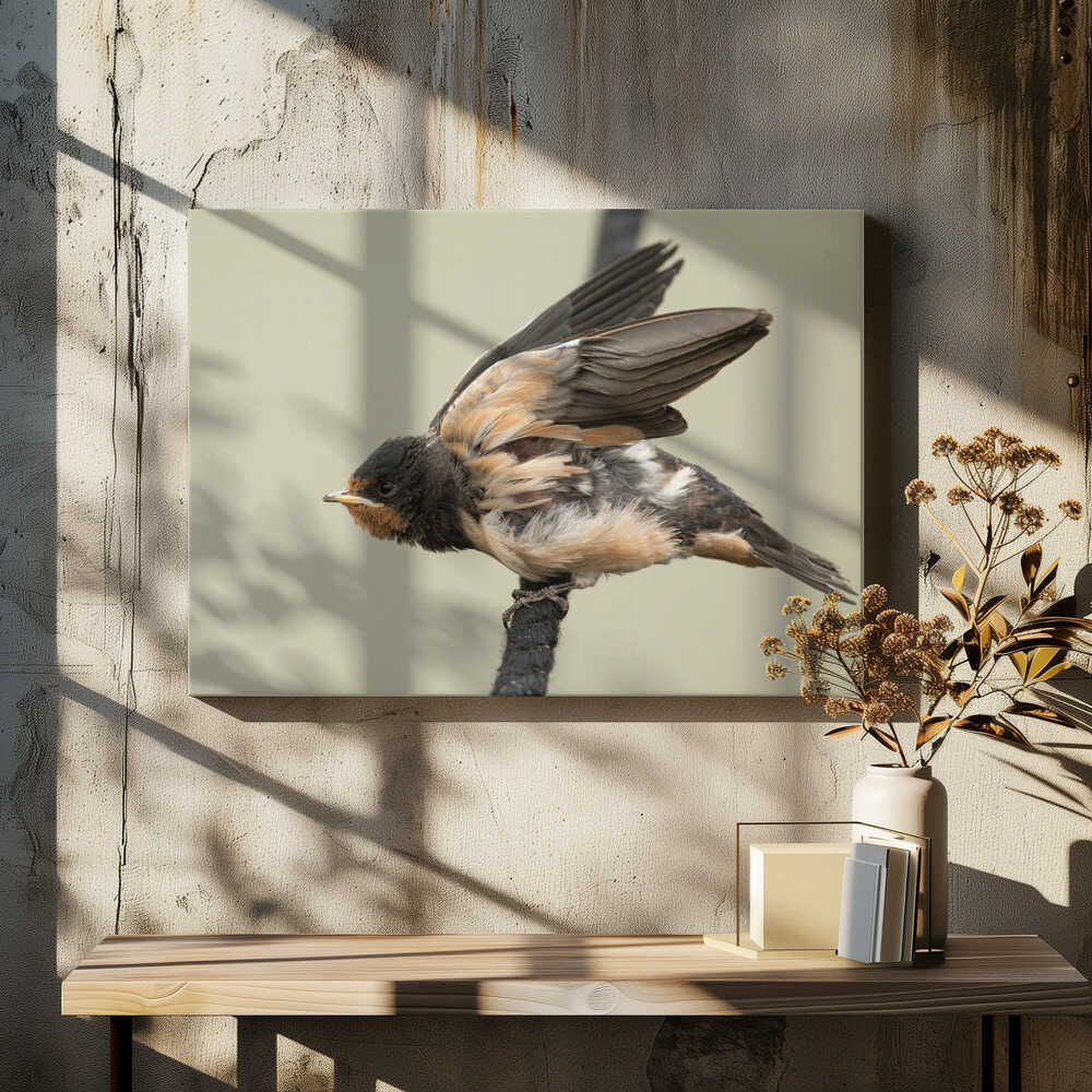 A young swallow: ready to fly.