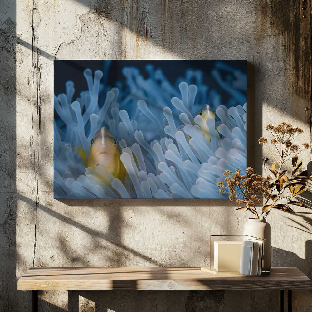 Skunk-striped anemonefish