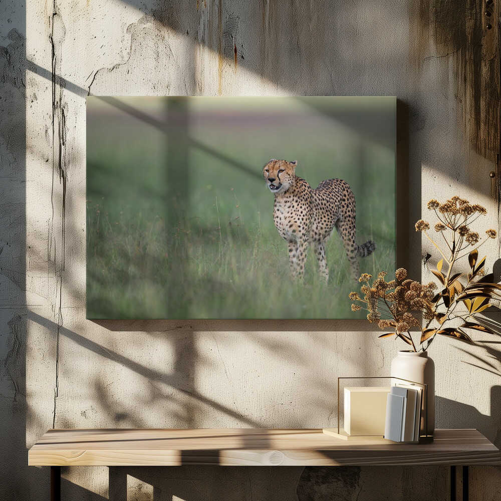 A cheetah on the hunt