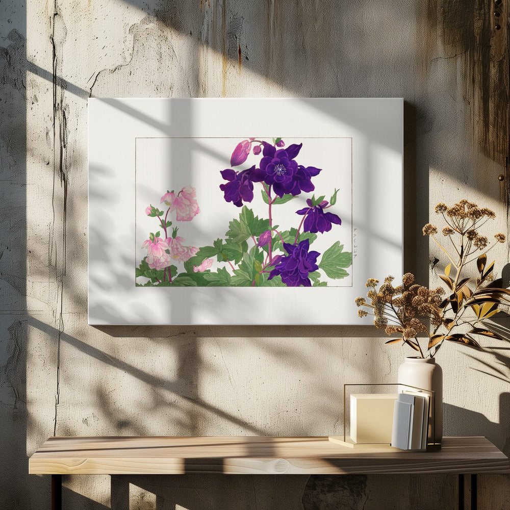 Aquilegia Flower No.2