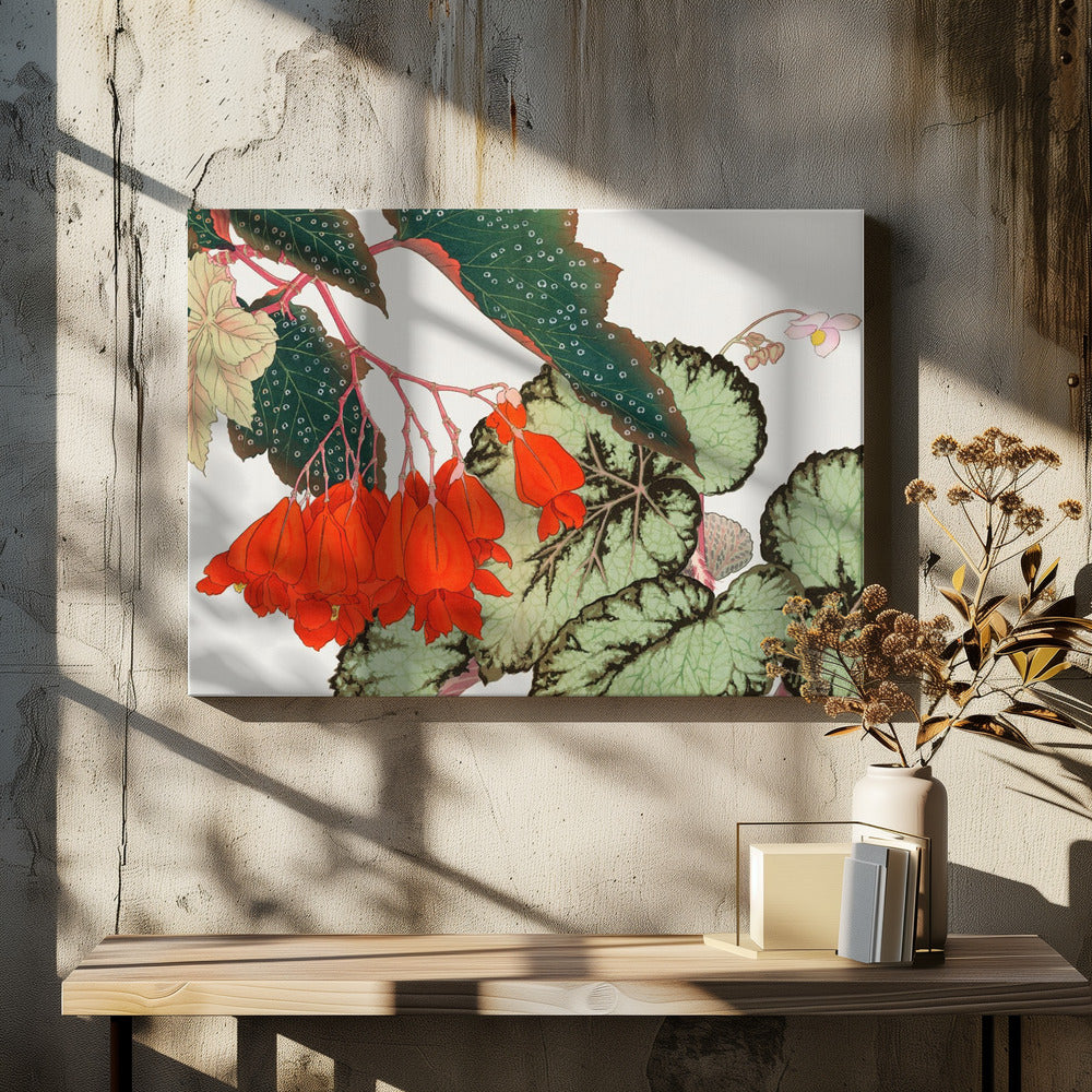 Cracklin Rosie Begonia Flower No.2