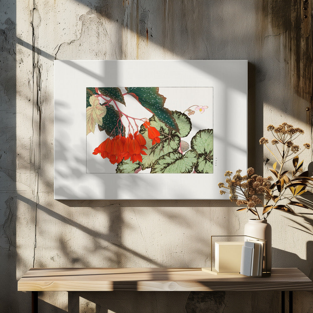 Cracklin Rosie Begonia Flower