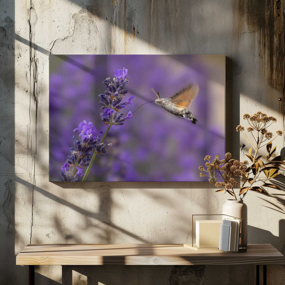 Hummingbird Hawk Moth