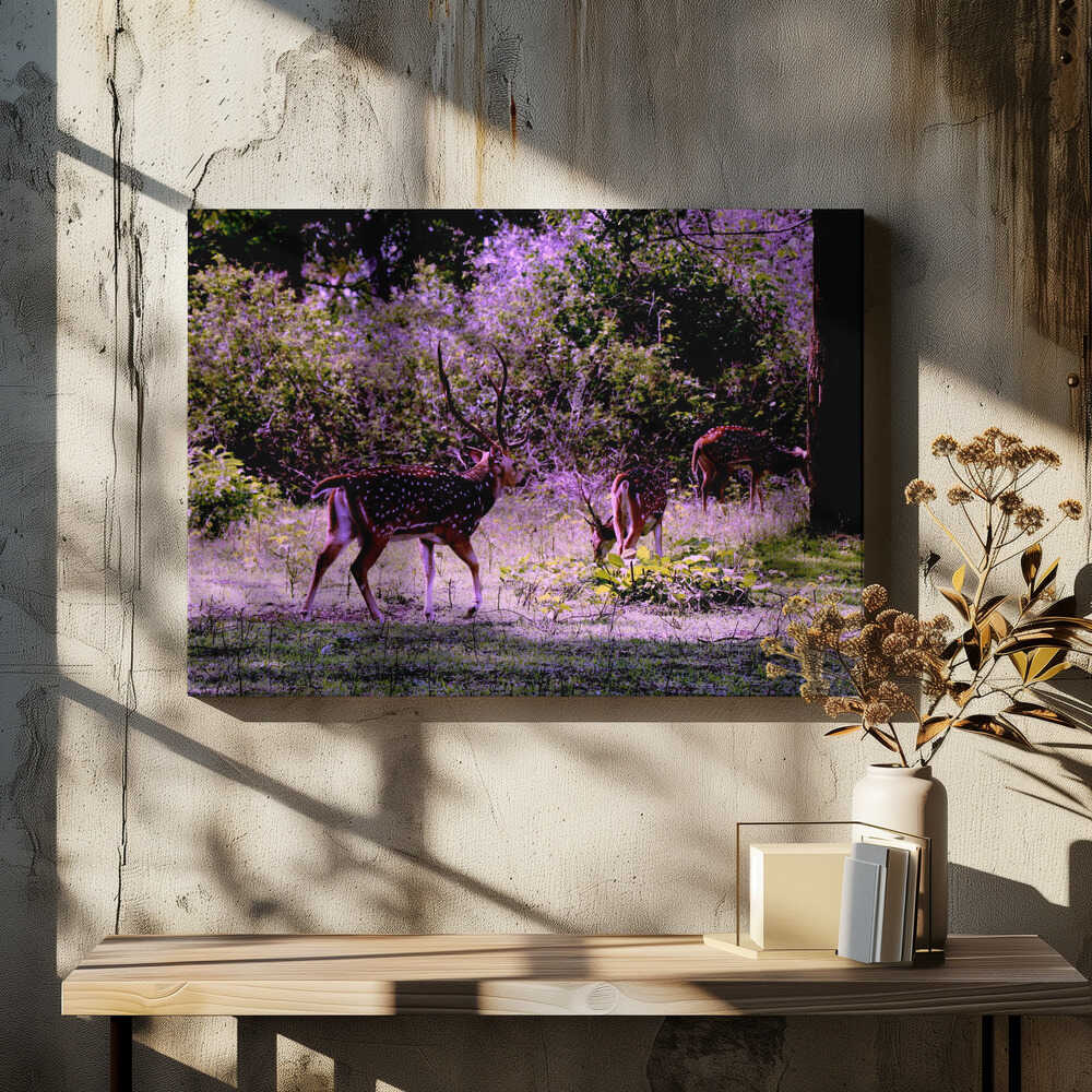 Whimsical Wilderness