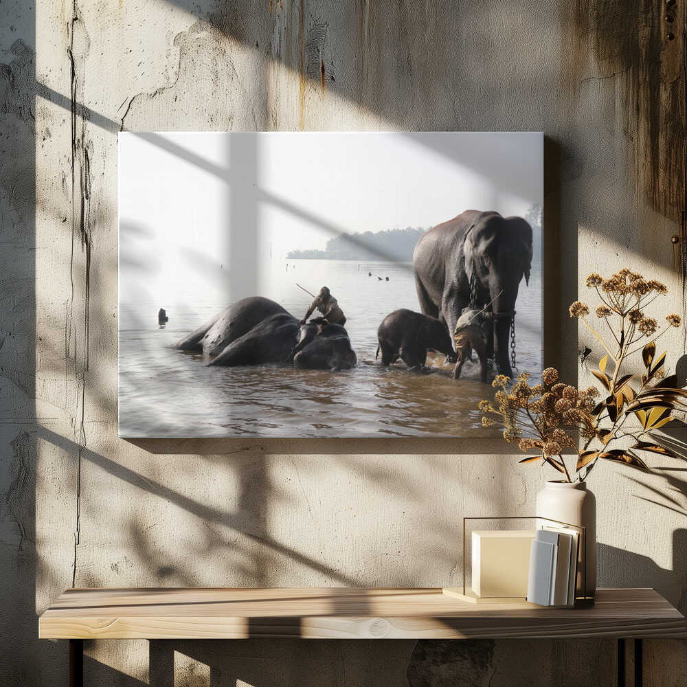 Elephants in River