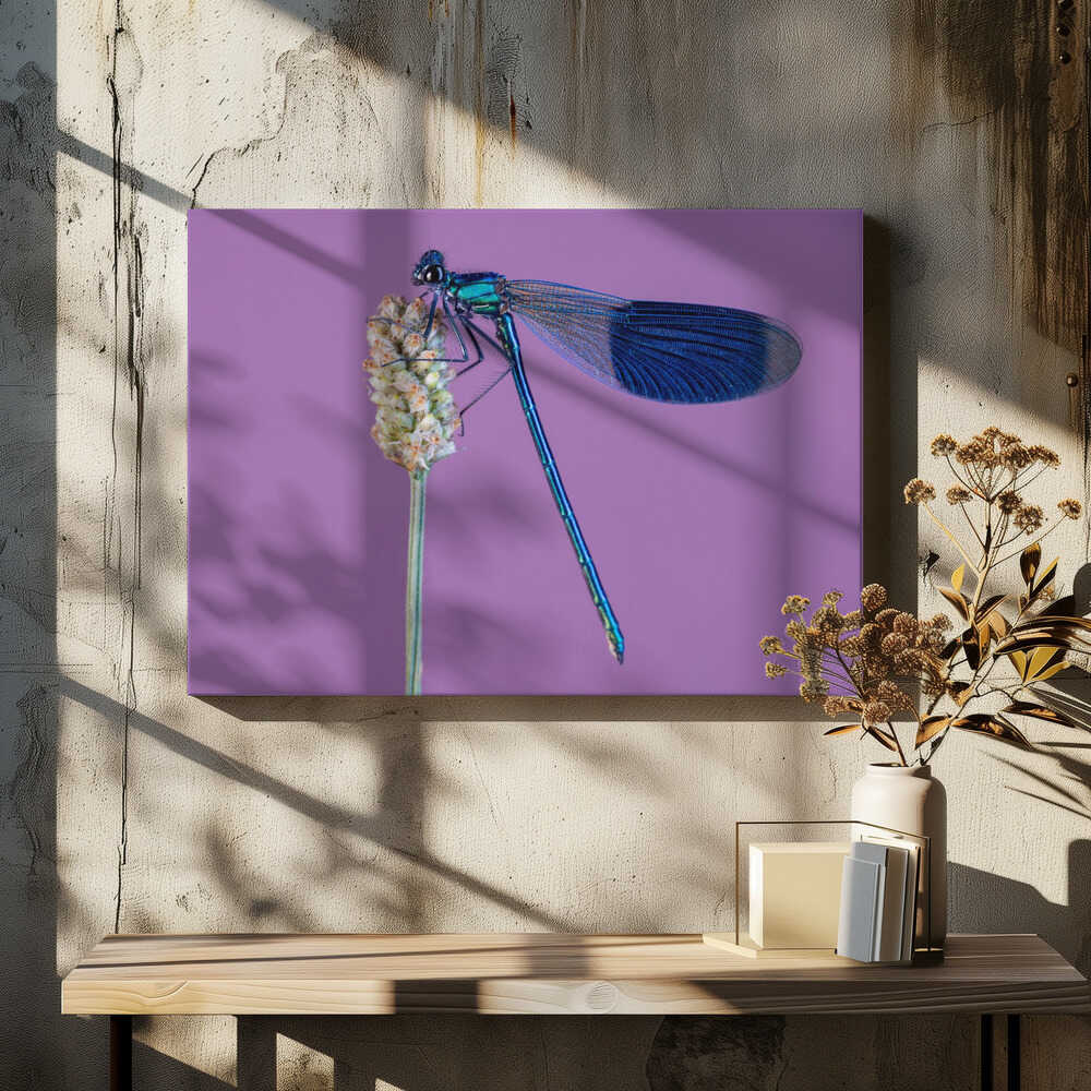 Common blue damselfly