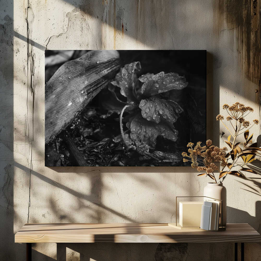 Dew on Fallen Leaves