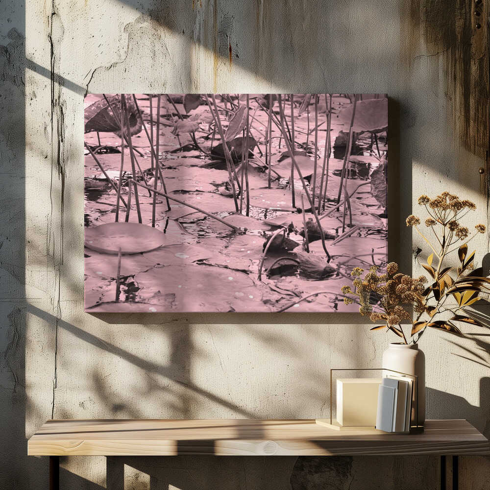 Pink Lotus Reflections