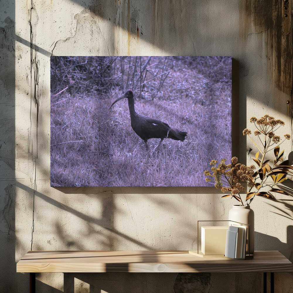 Ibis in Purple Grass