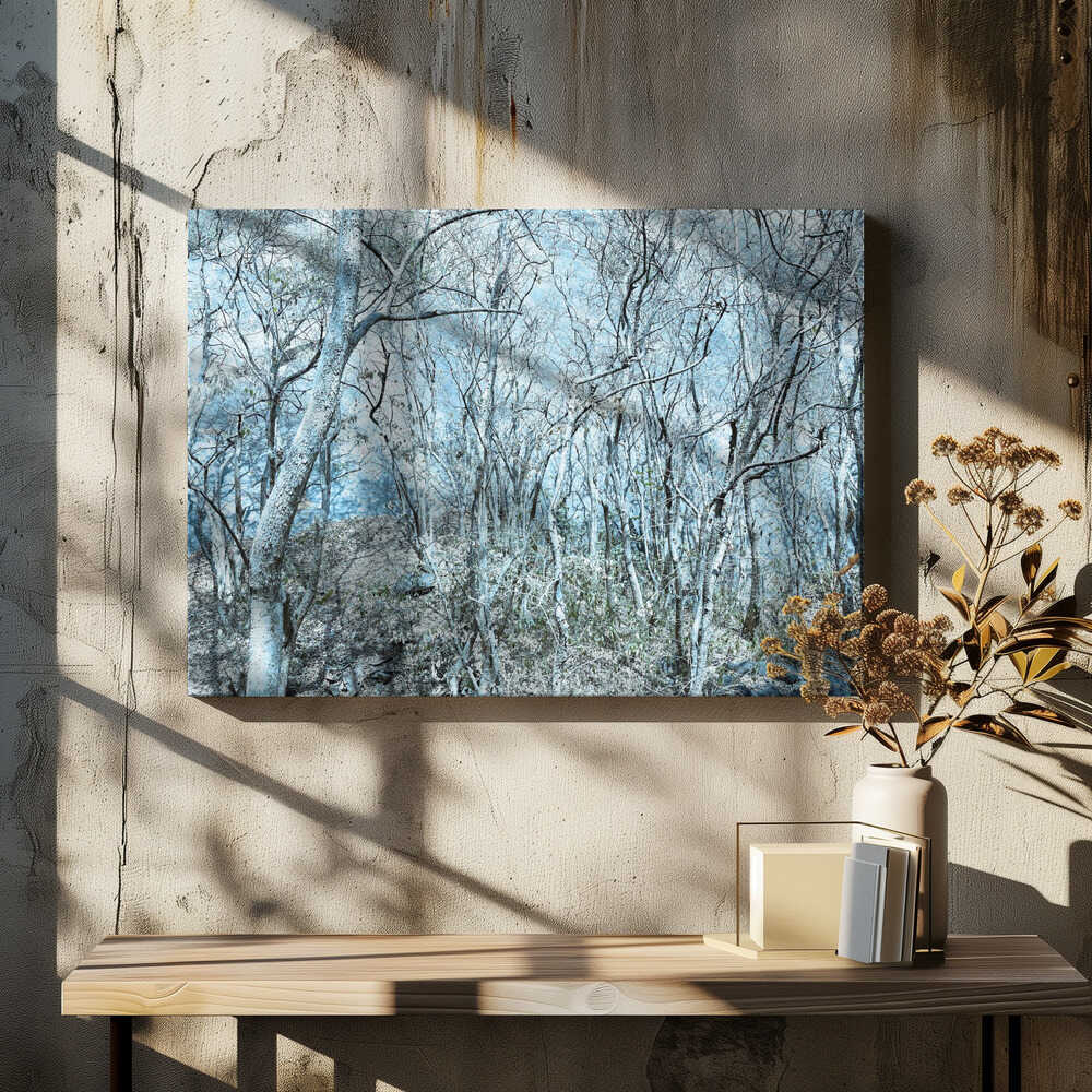 Frozen Woodland Scene