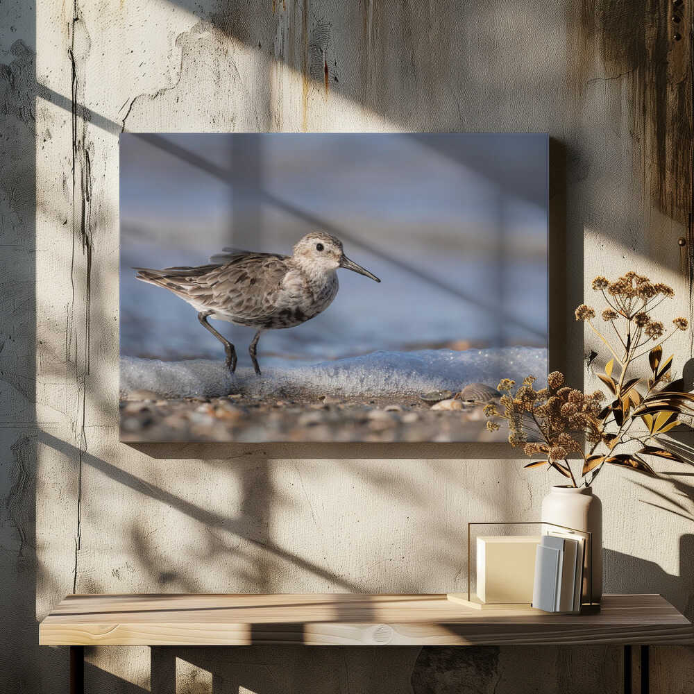 Dunlin on the coast.