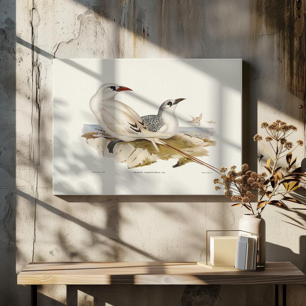 Red Tailed Tropic Bird