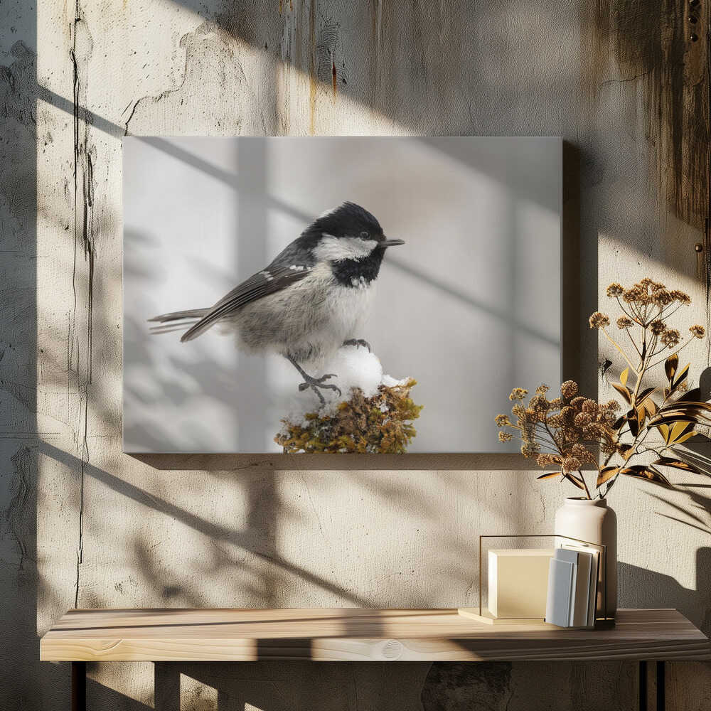 The little coal tit.