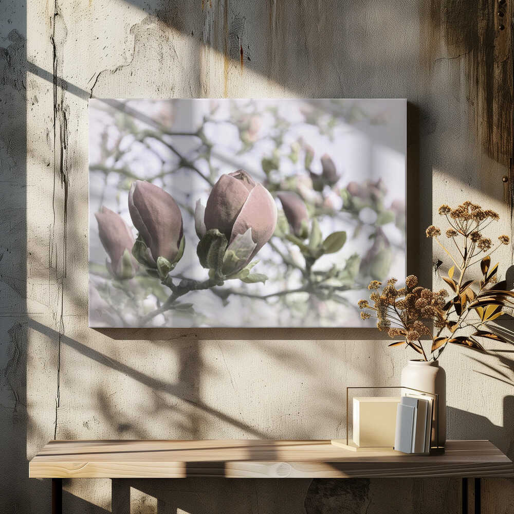 Delicate Magnolia Buds