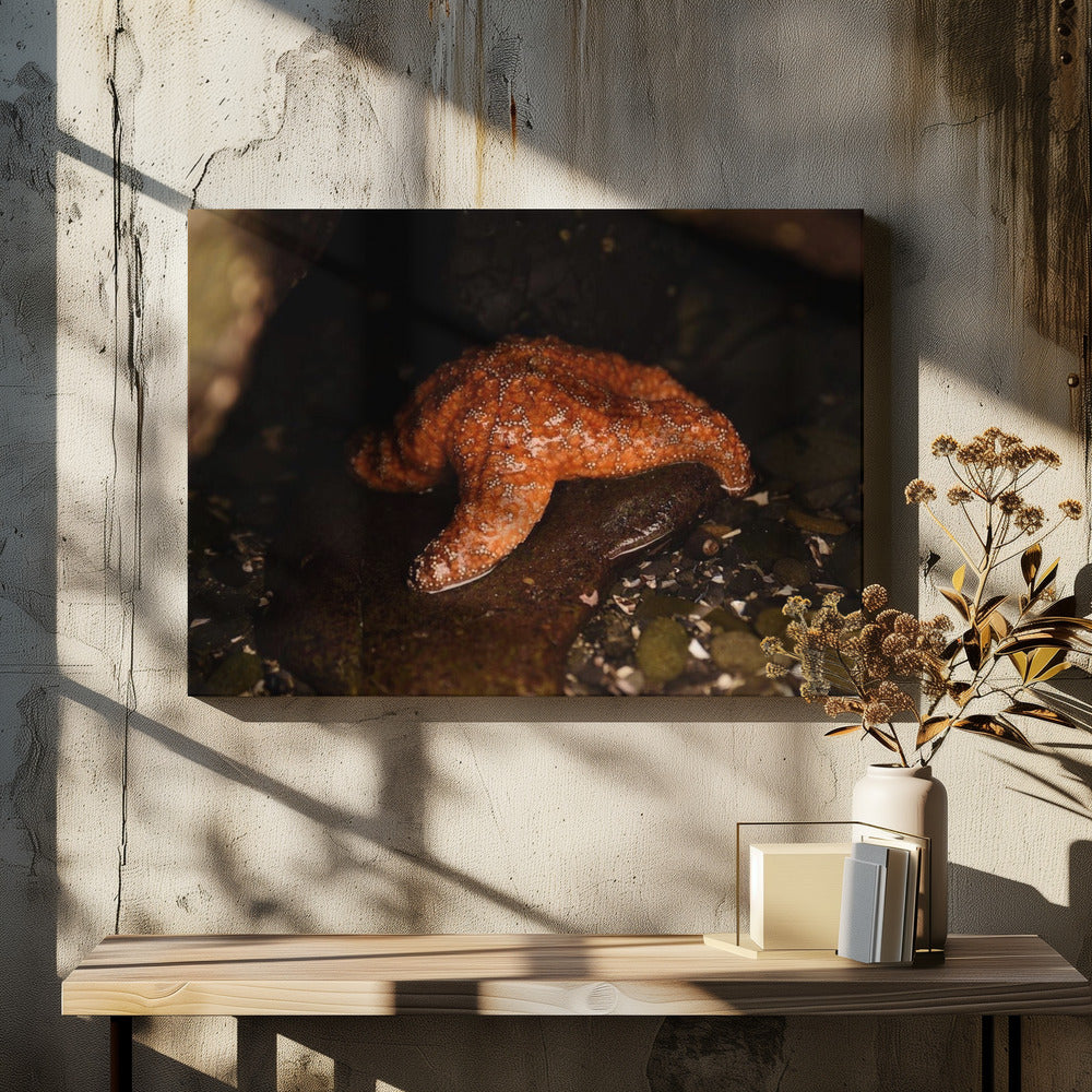 Crescent City Starfish