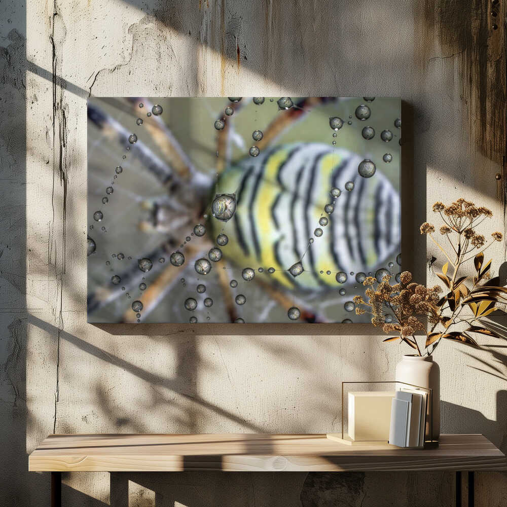 The mirror of the spider