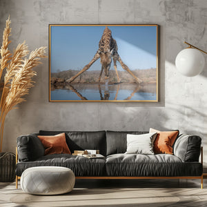 Art Prints of Giraffe drinking water