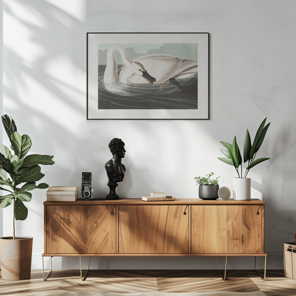 Trumpeter Swan From Birds of America (1827)