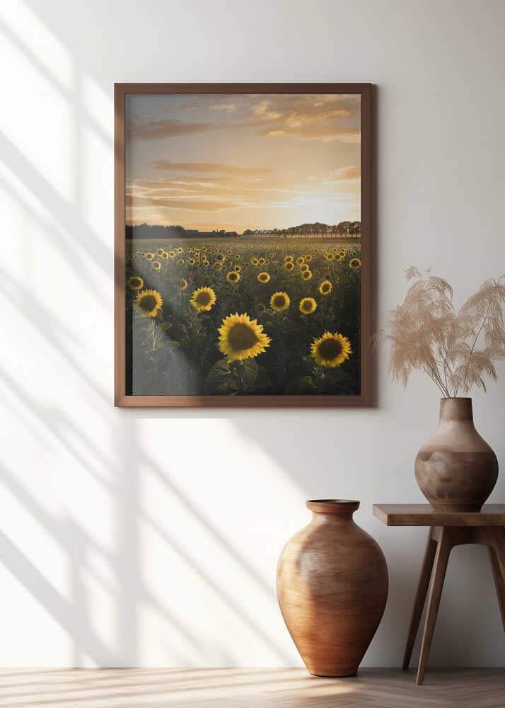 Sunflowerfield in Sweden