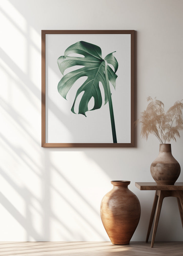 Monstera Natural 44
