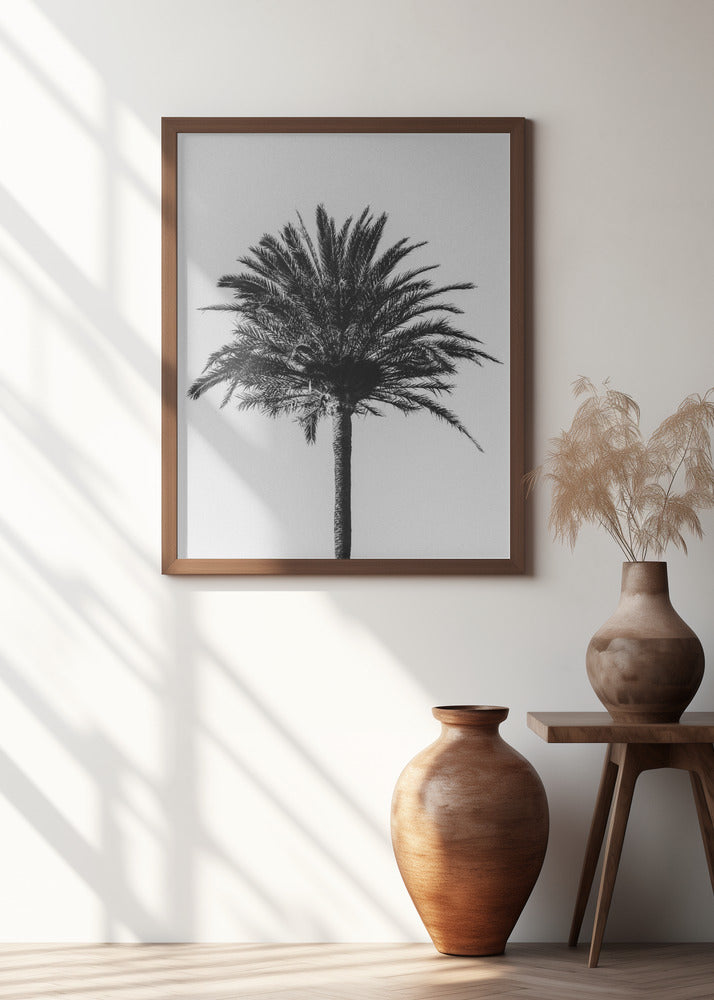 Palm_003