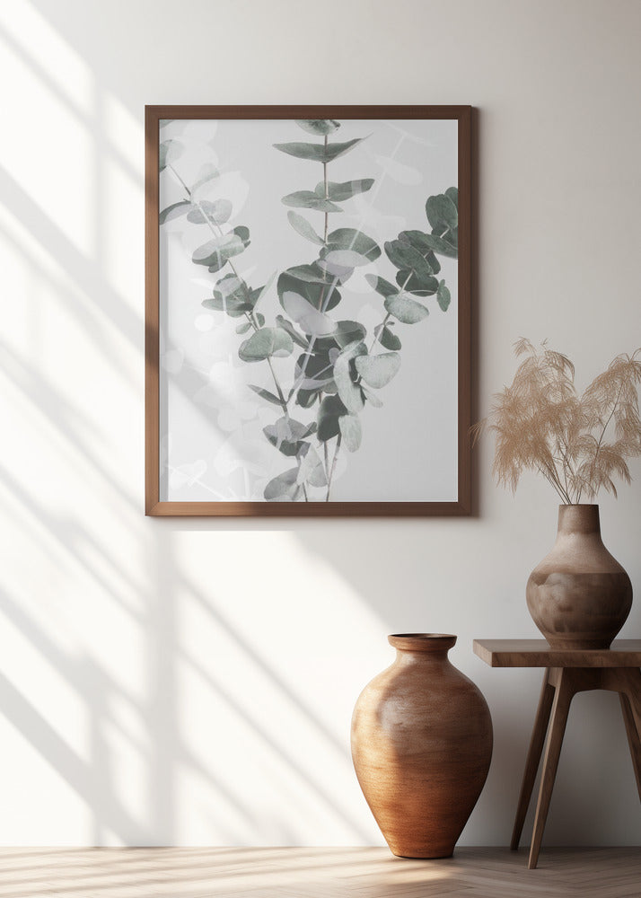 Eucalyptus_002
