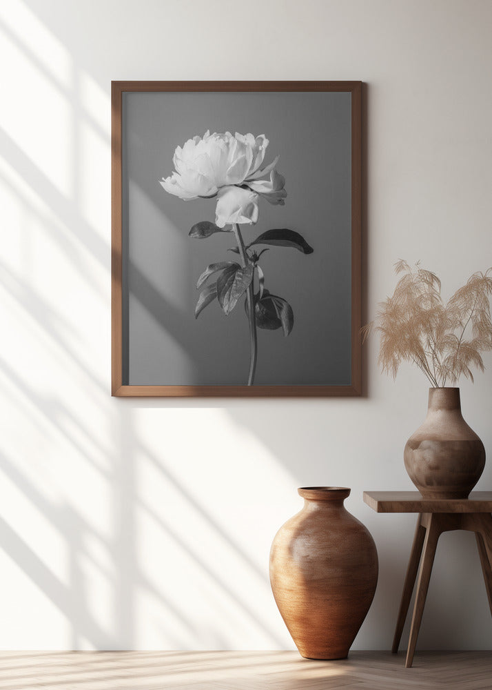 Peony BW