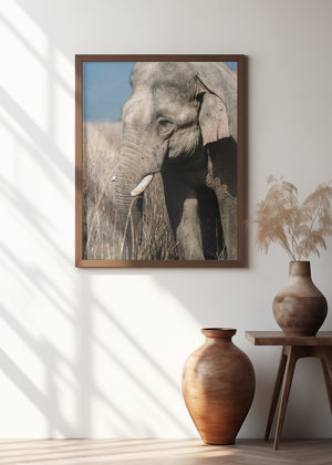 Art Prints of The Gentle Giant!