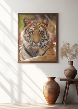 Art Prints of The Tiger Portrait