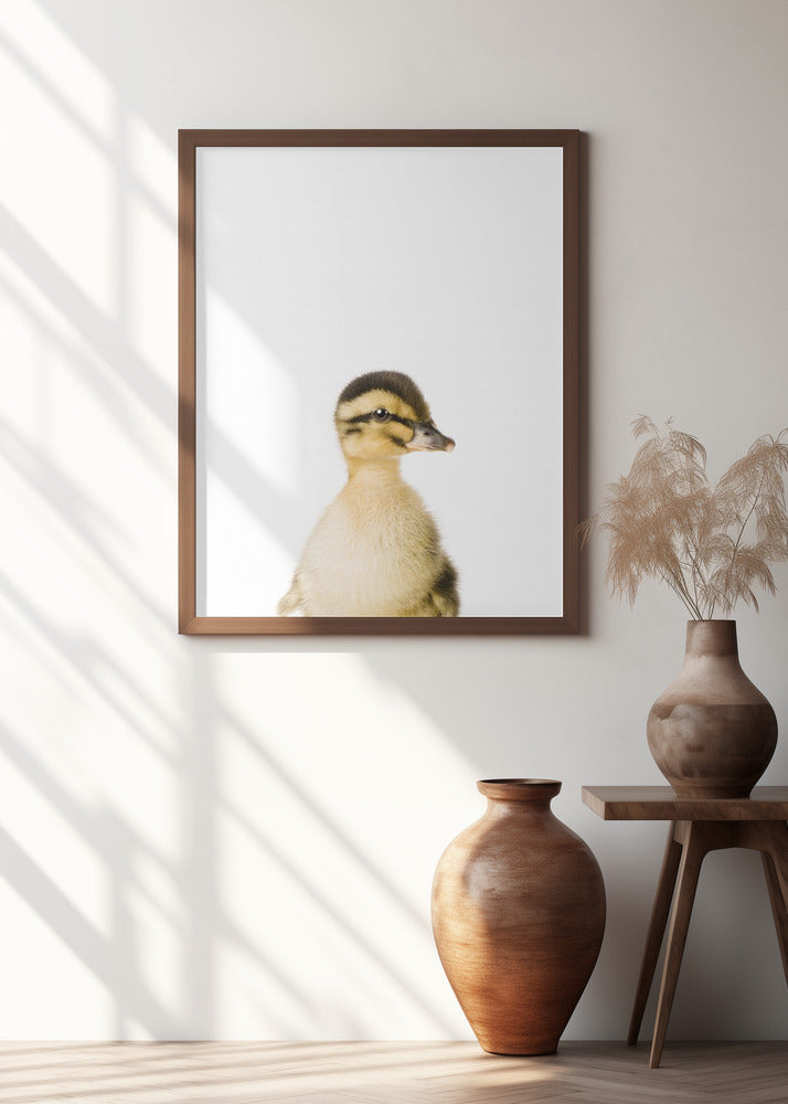 Canvas Art Print Baby Duck