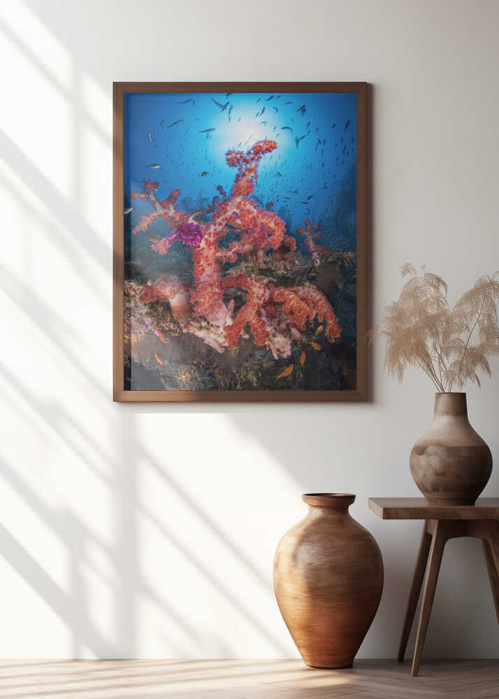 The Alcionaire of Christmas