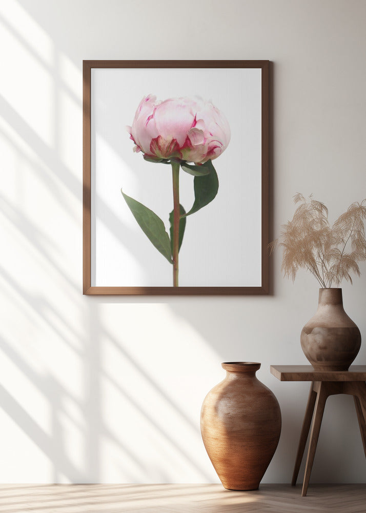 Pink peony II