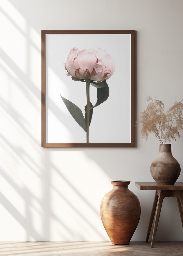 Blush peony II