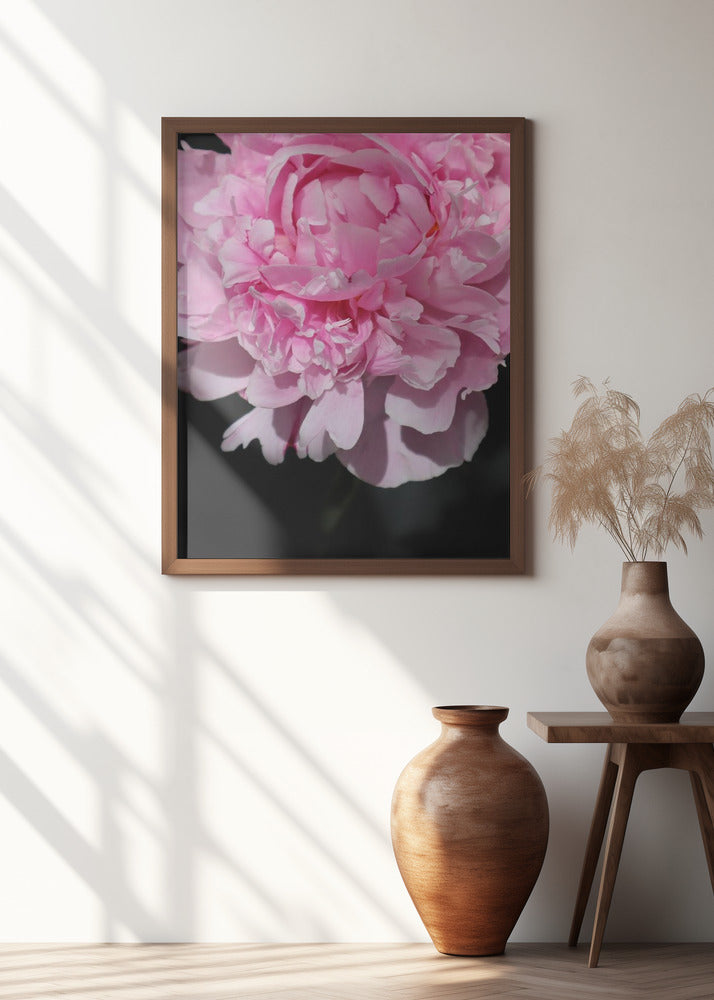 Pink peony V