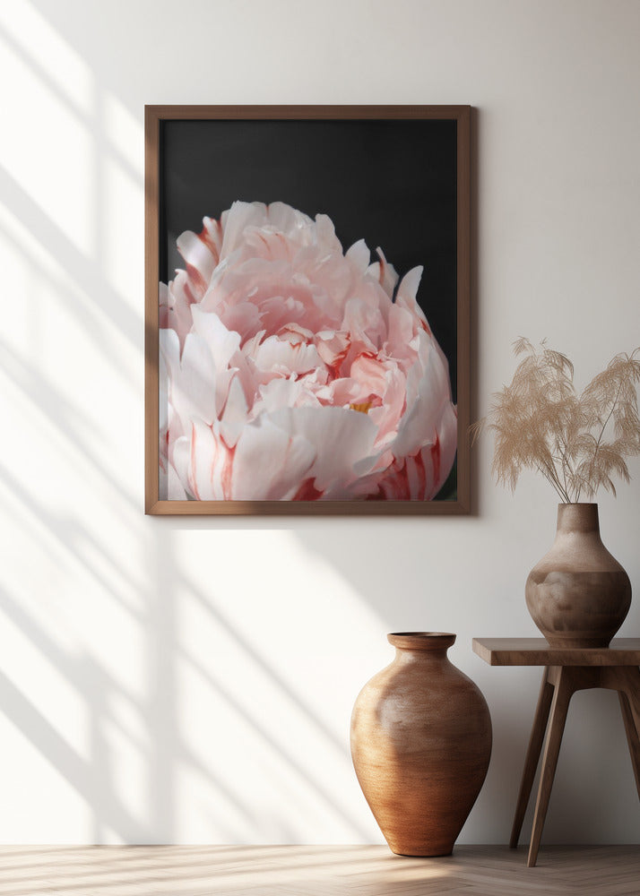 Blush peony VIII
