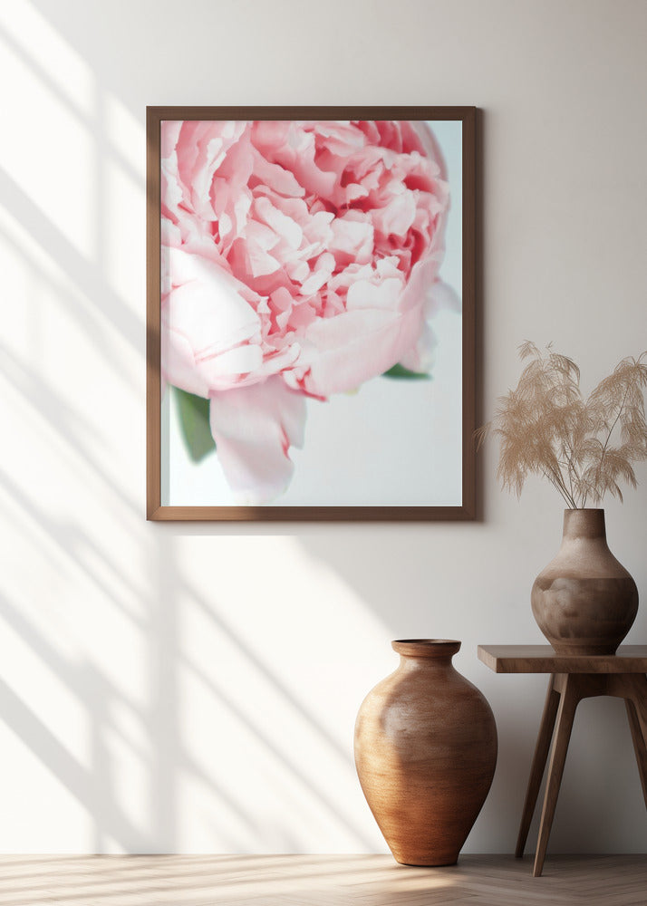 Blush peony VII