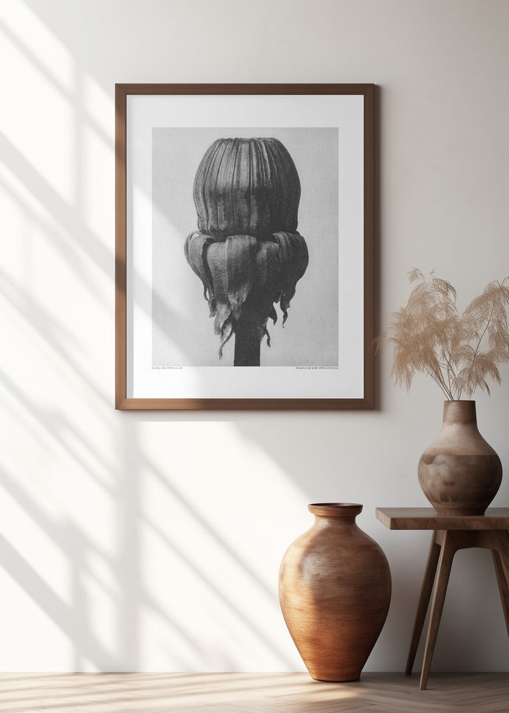 Taraxacum Officinale