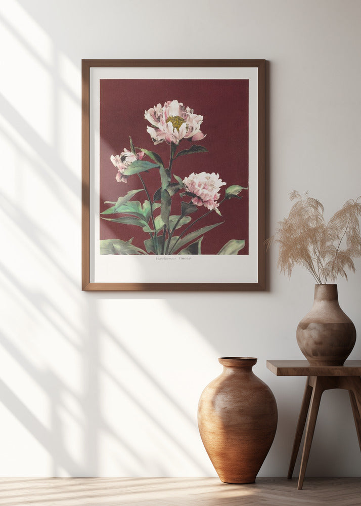Hærdaceous Peony no2