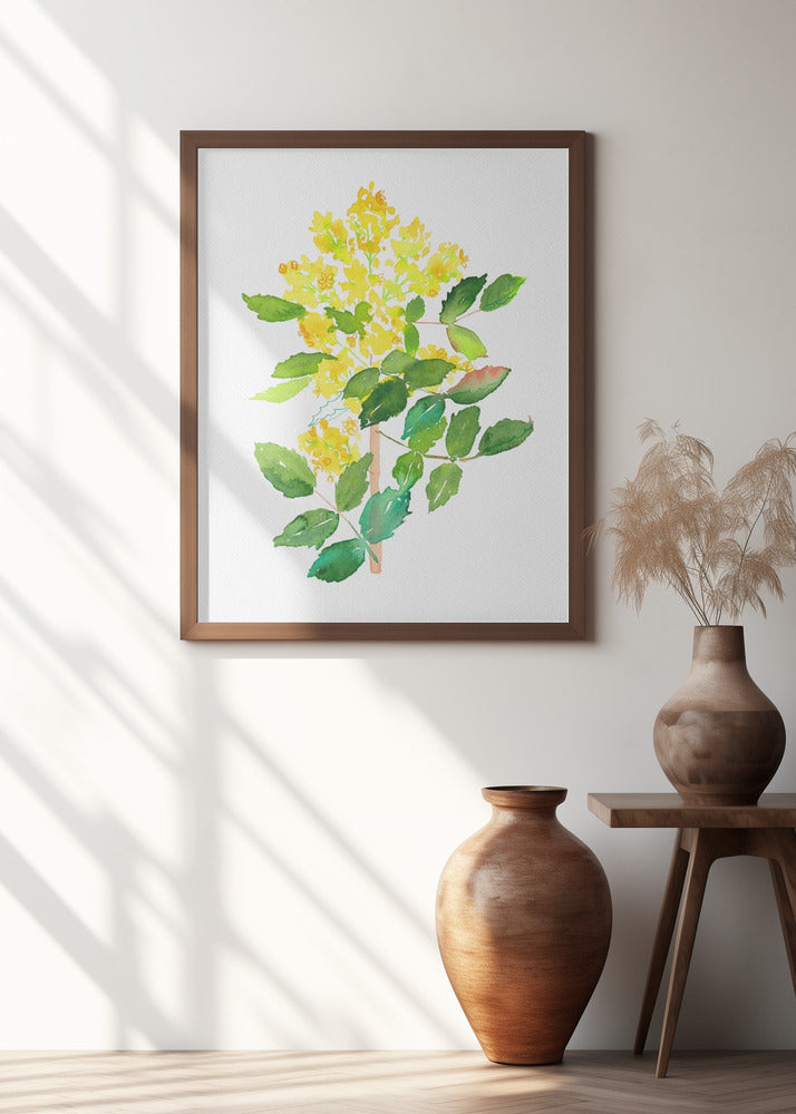 Oregon grape or Mahonia aquifolium botanical painting