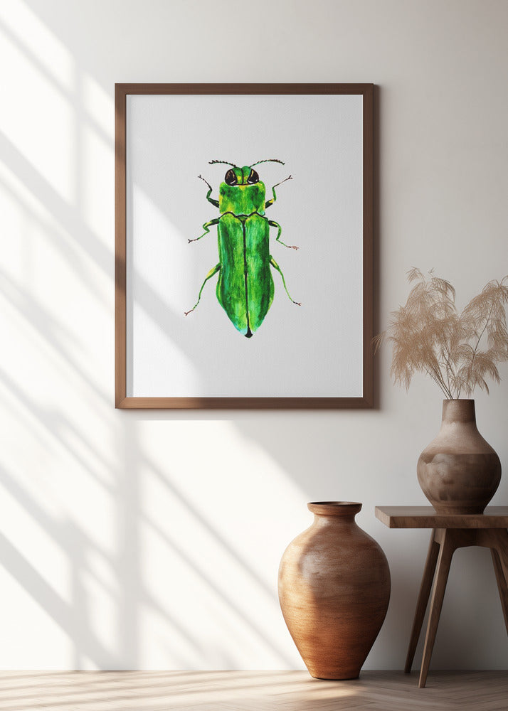Jewel beetle or Agrilus angustulus
