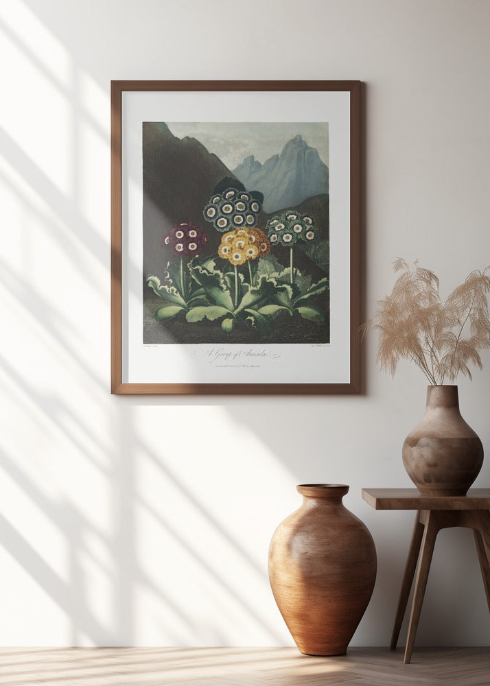 A Group of Auriculas from The Temple of Flora (1807)