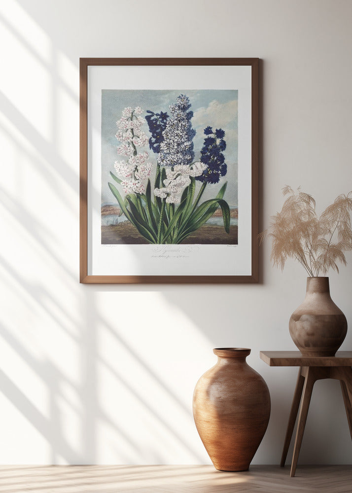 Hyacinths from The Temple of Flora (1807)