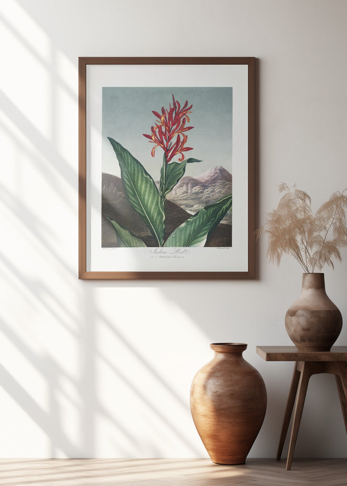 Indian Reed from The Temple of Flora (1807)