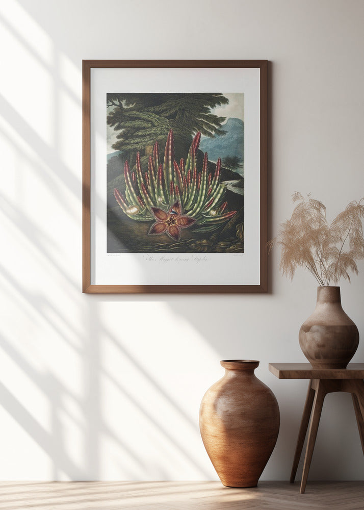 The Maggot–Bearing Stapelia from The Temple of Flora (1807)