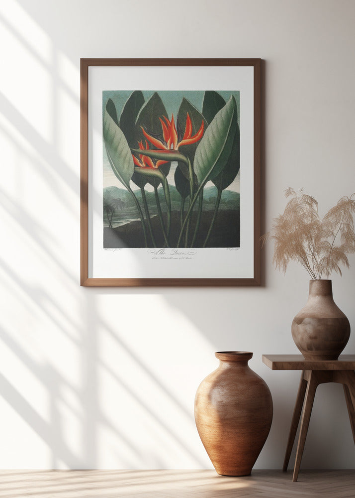 The Queen–Plant from The Temple of Flora (1807)